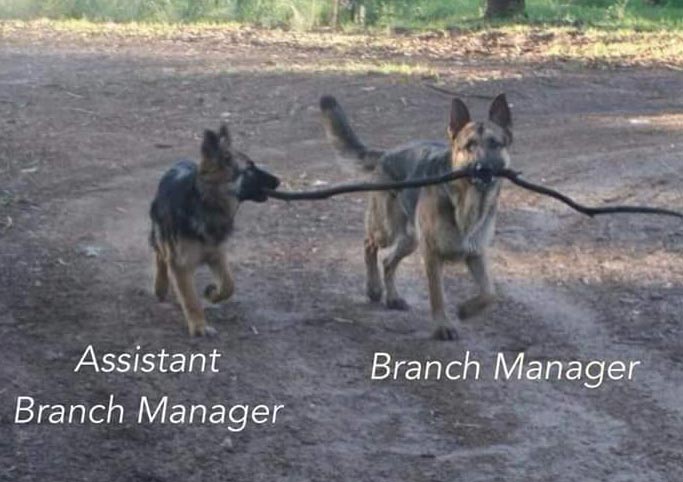 Two dogs running and holding branch